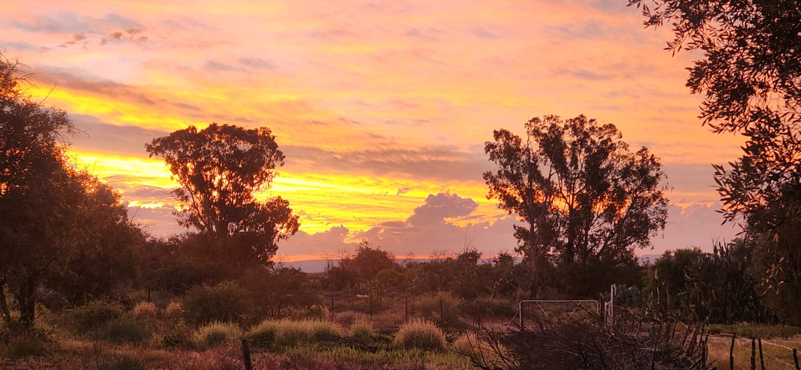 A fiery Karoo sunset over the farm trees