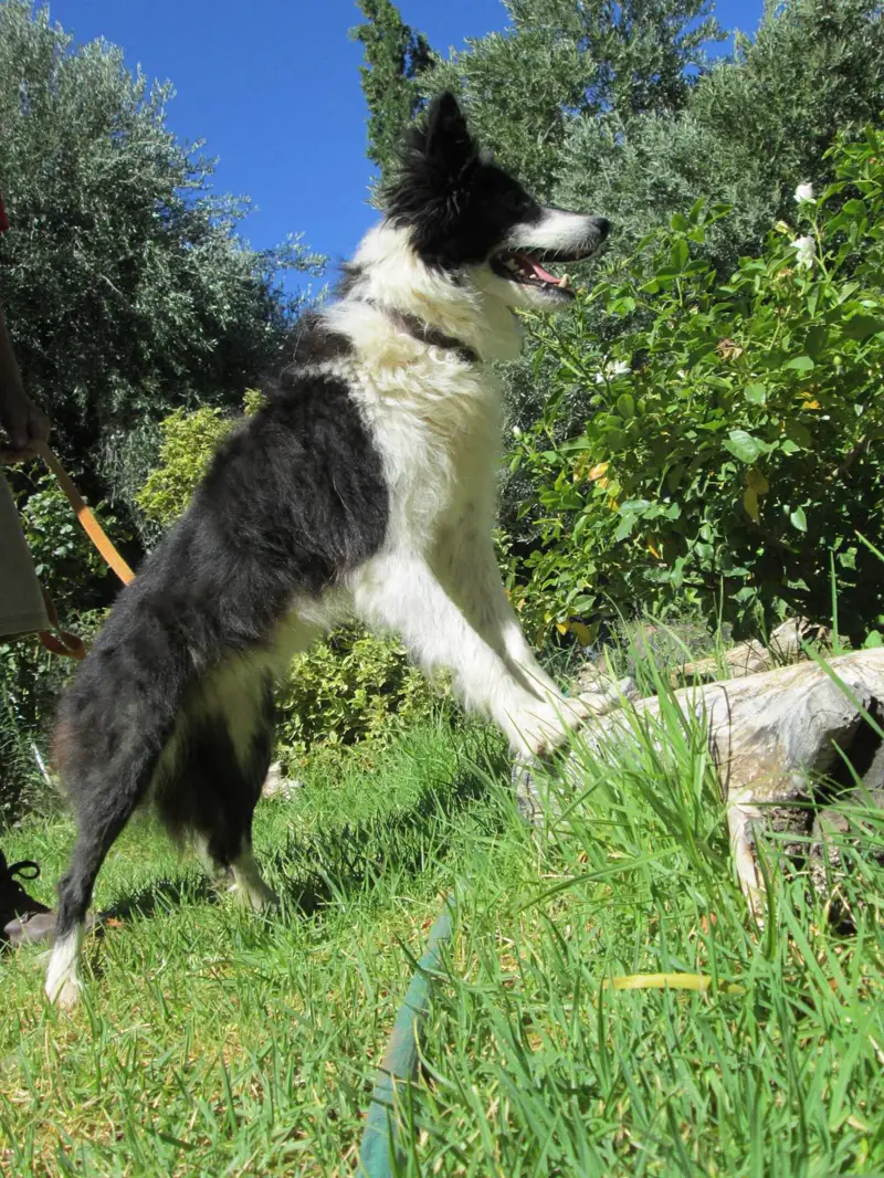Bonnie, a black-and-white border collie standing alert in the garden