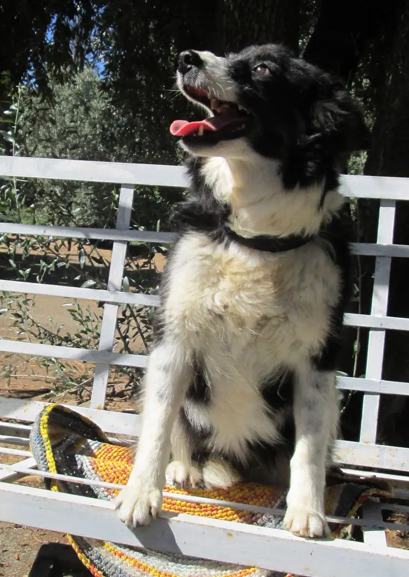 Candy, a border collie sitting on a bench