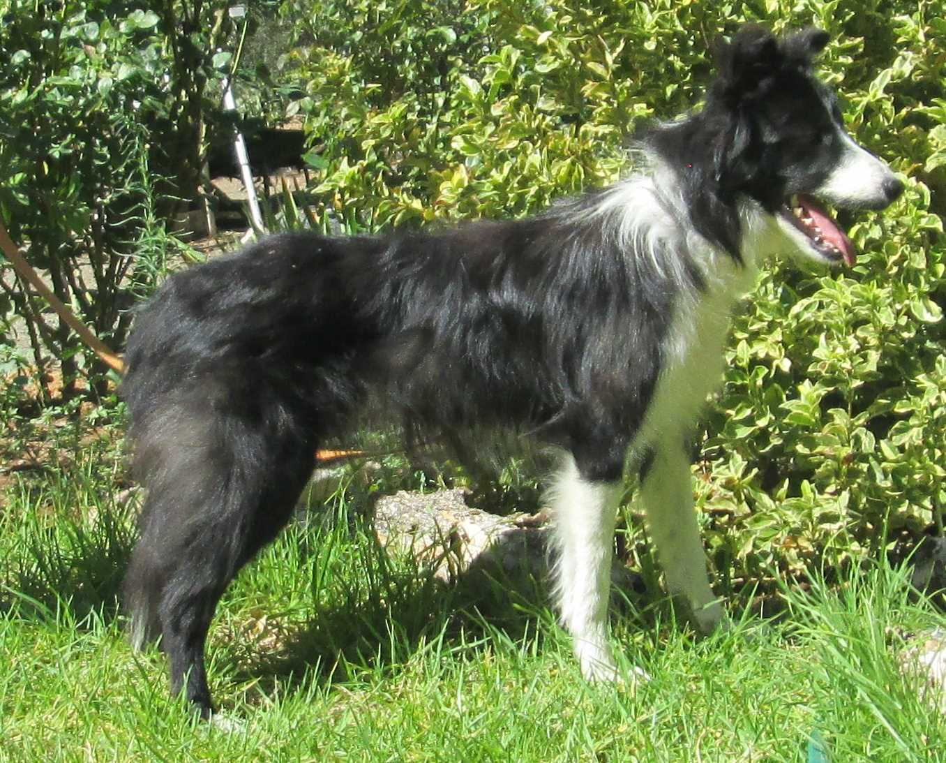 A grey-and-white border collie standing in the garden
