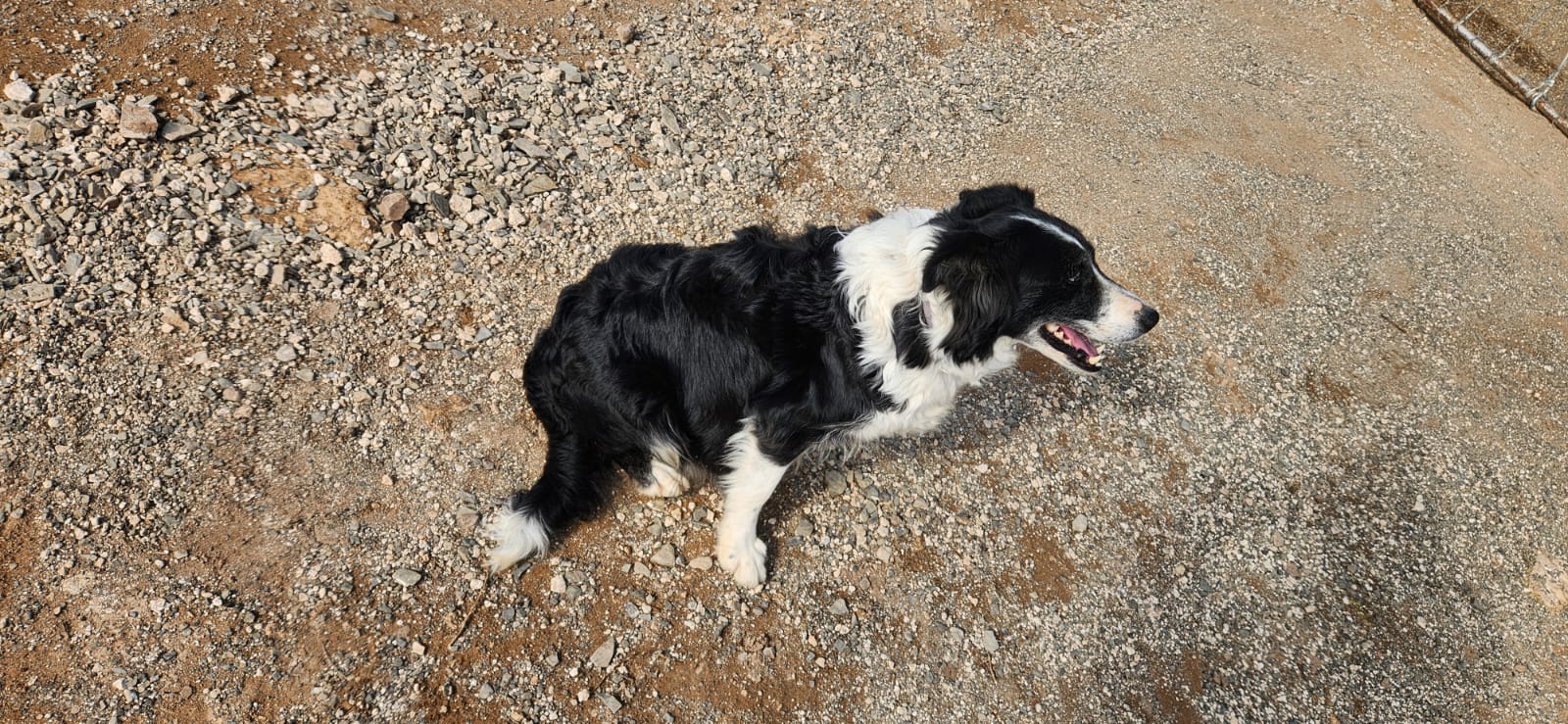 Gael, a border collie crossing the yard