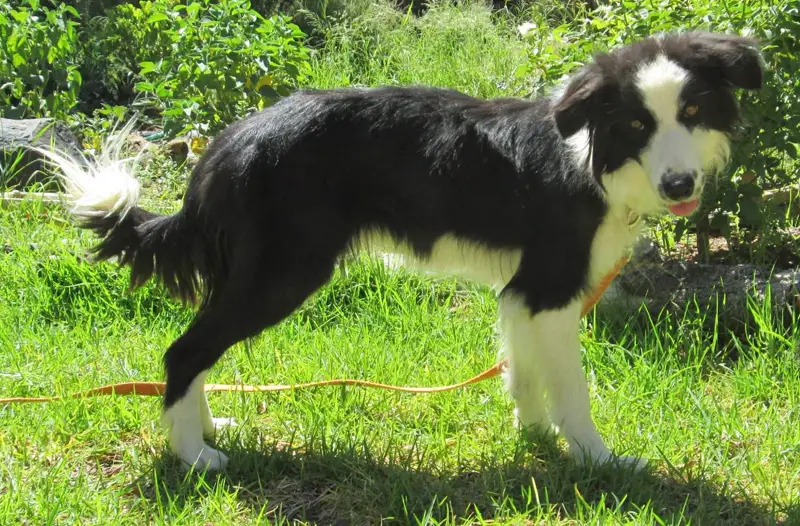 Hemp, a border collie standing alert on the lawn