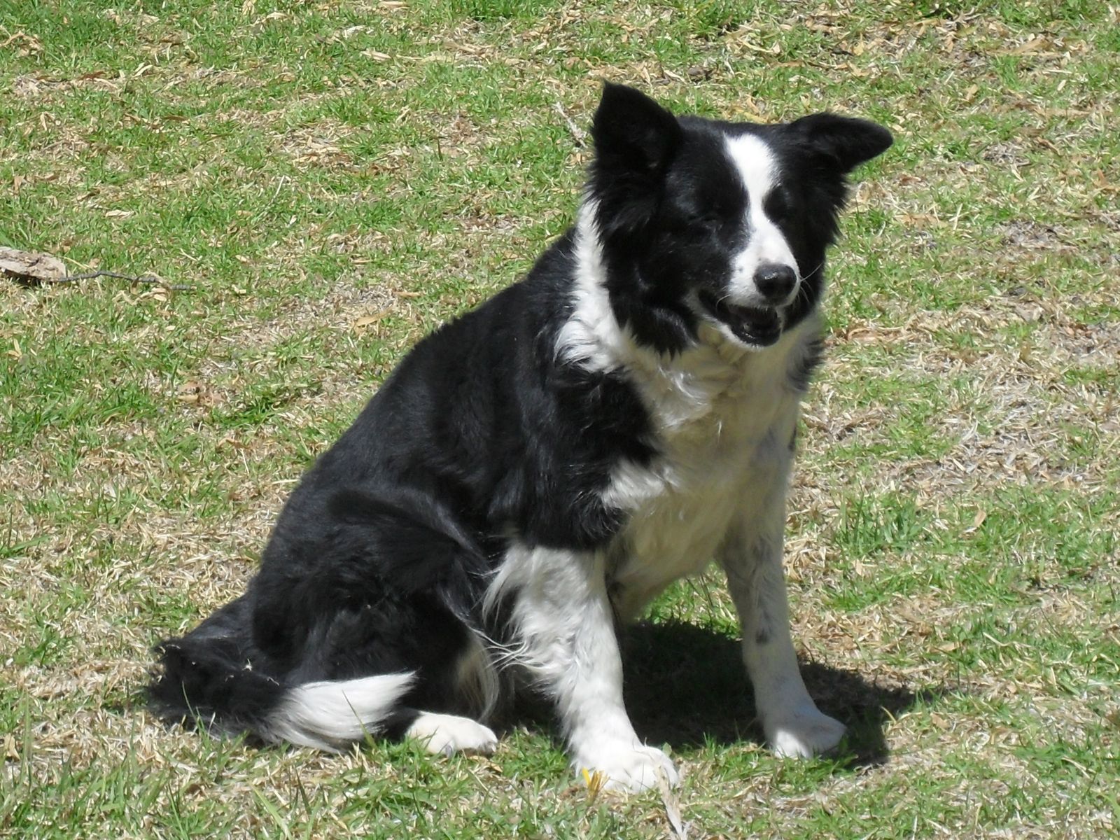 A border collie at work on the wide Karoo landscape