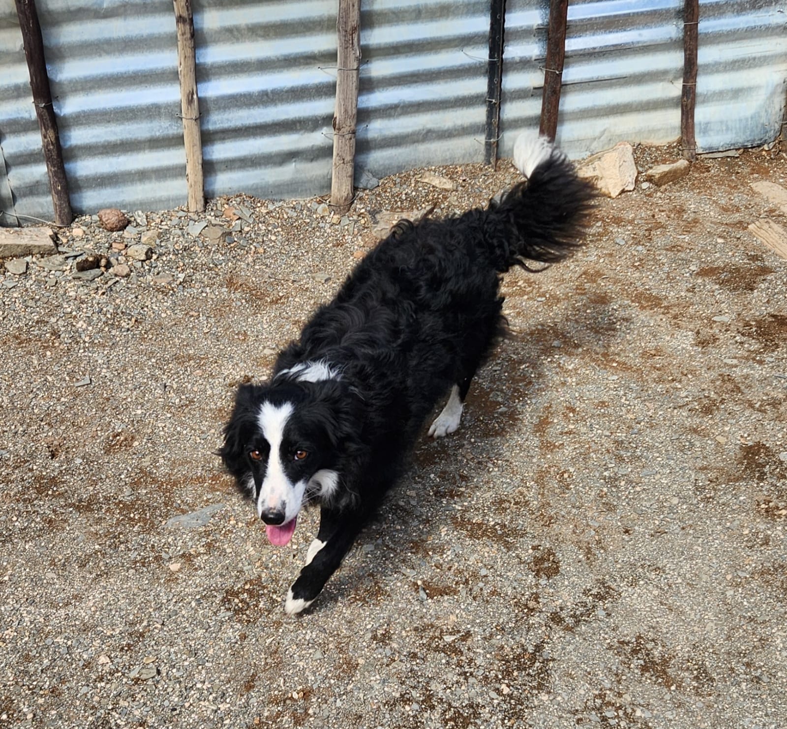A border collie in the kraal, tail up