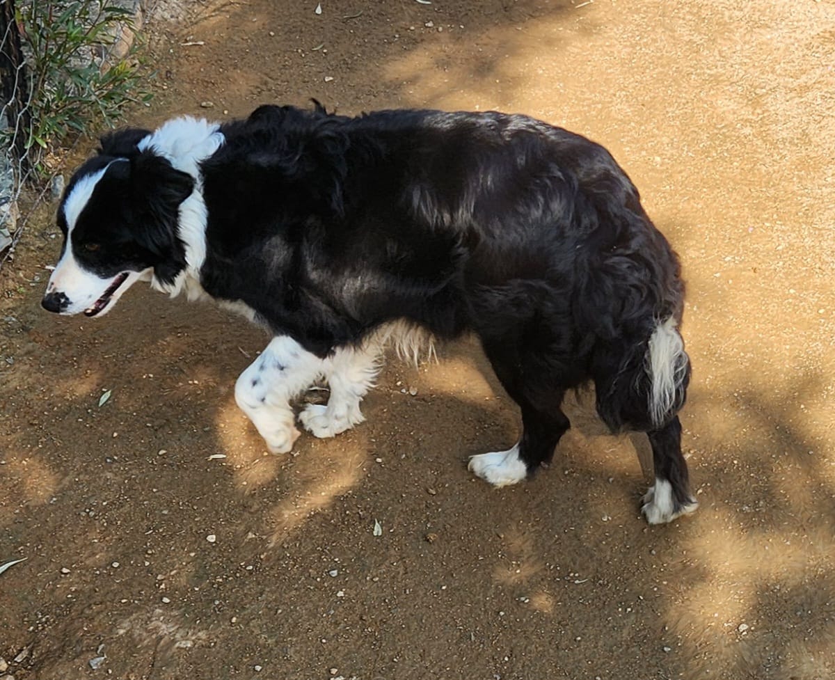 Nahani, a rough-coated border collie on the farm road