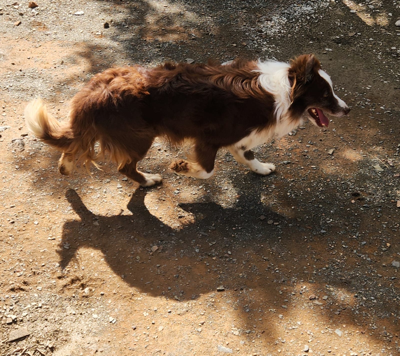 A red-and-white border collie trotting across the yard