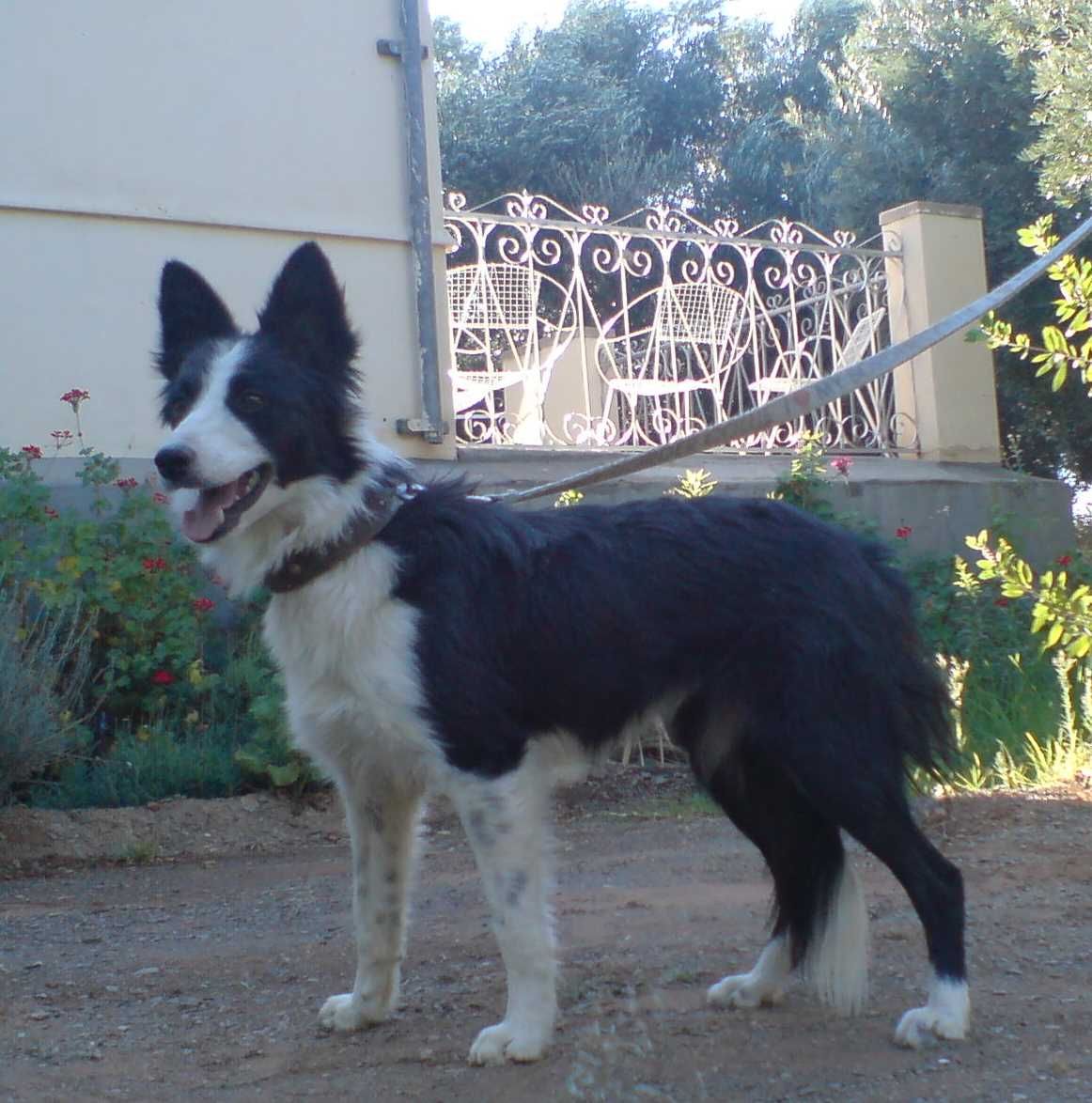 A border collie sitting outside the farmhouse