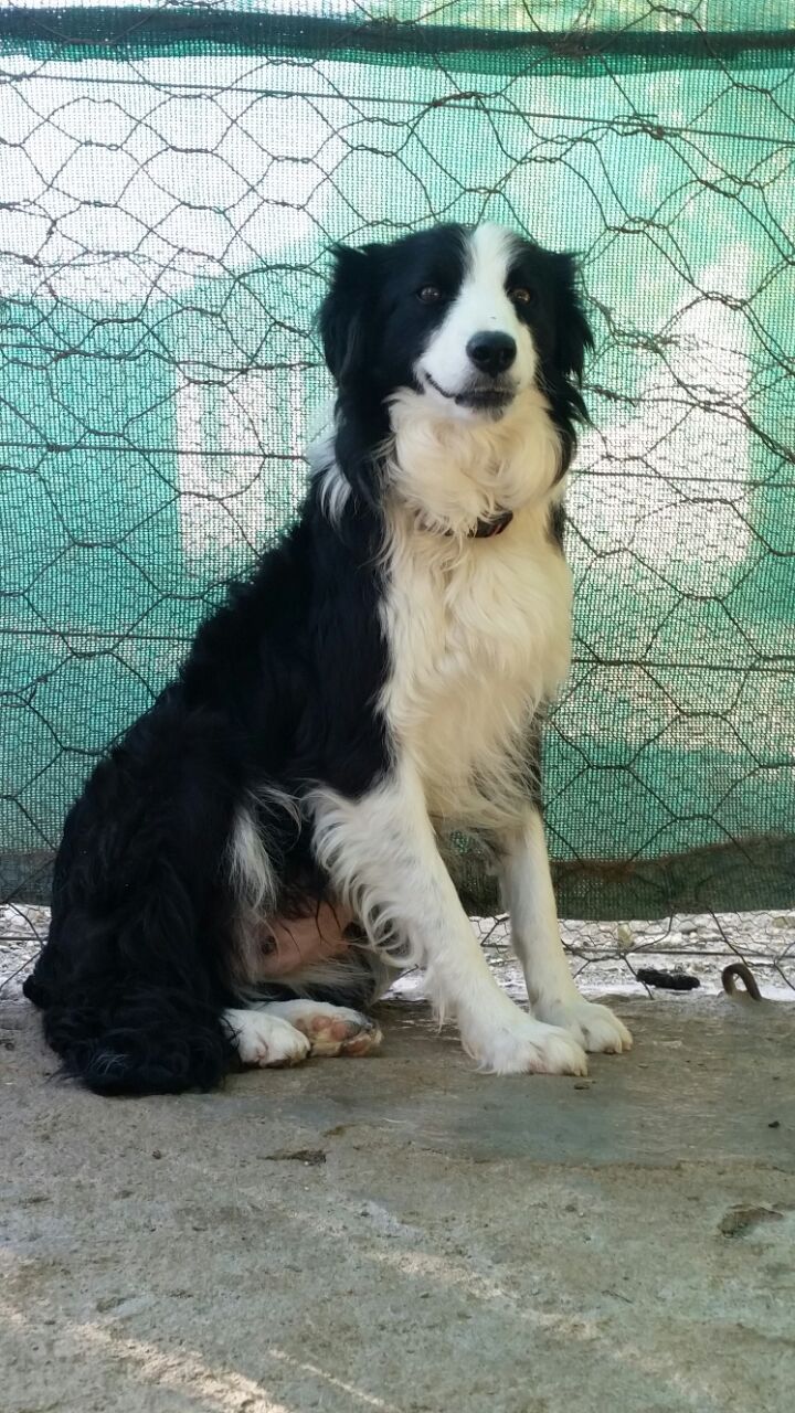 A grown border collie sitting calmly on a farm step