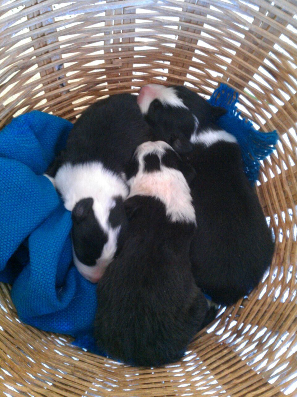 A basket of black-and-white border collie puppies