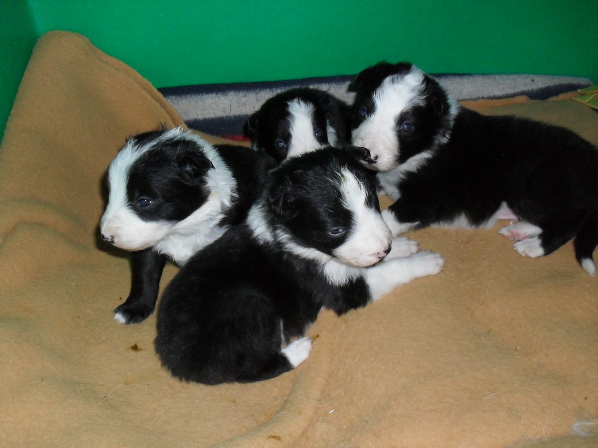 A border collie puppy peering out of a woven basket