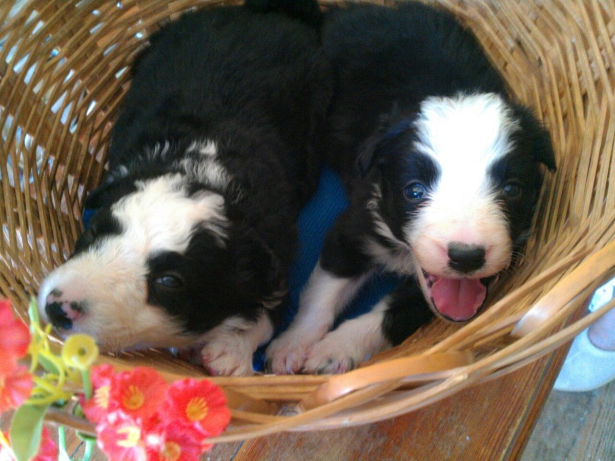 A basket of border collie puppies on a blue blanket