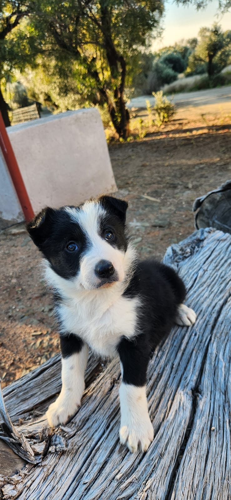 A black-and-white border collie puppy standing on a weathered log, a broad white blaze up its forehead