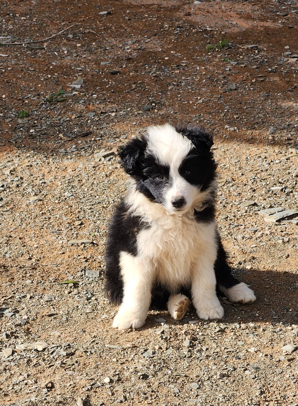 A fluffy black-and-white border collie puppy sitting on the gravel