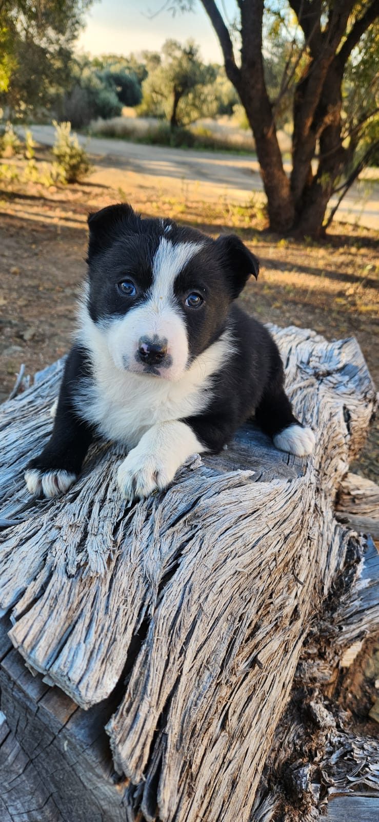 A black-and-white border collie puppy lying on a weathered log, a narrow white stripe up its dark face