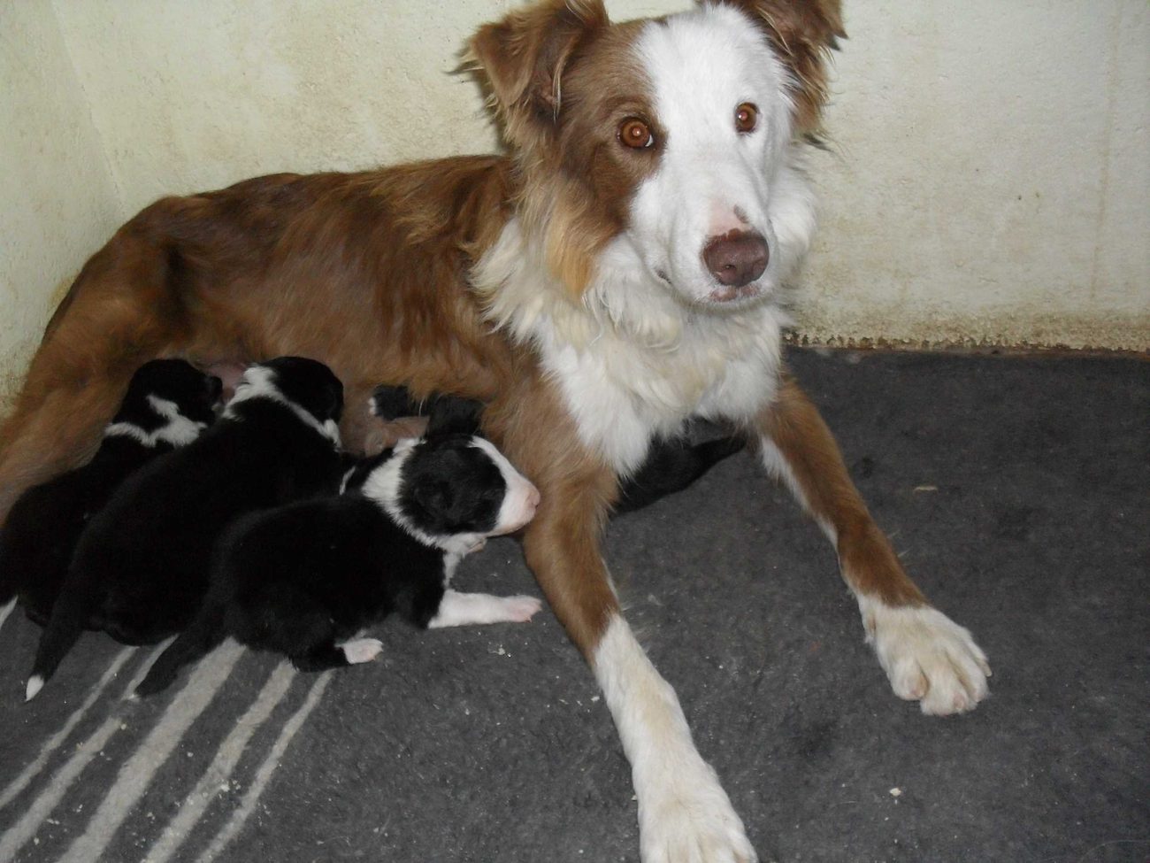 A mother collie with her litter