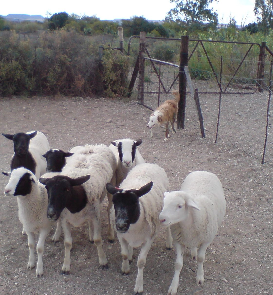 A collie holding dorper sheep against a fence