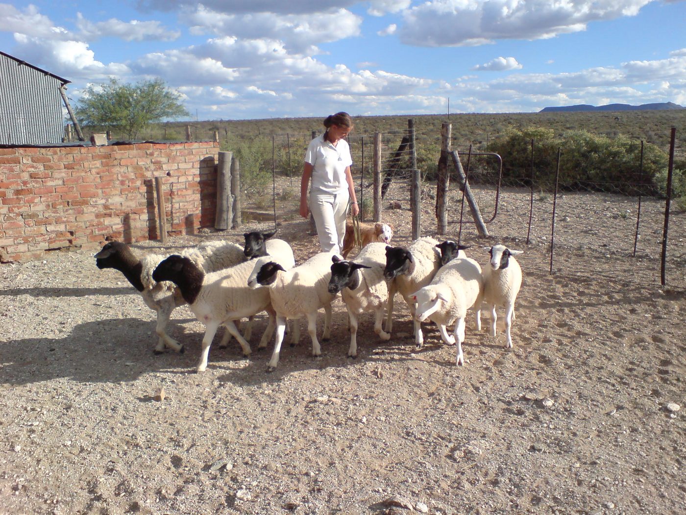 A collie working sheep towards a pen