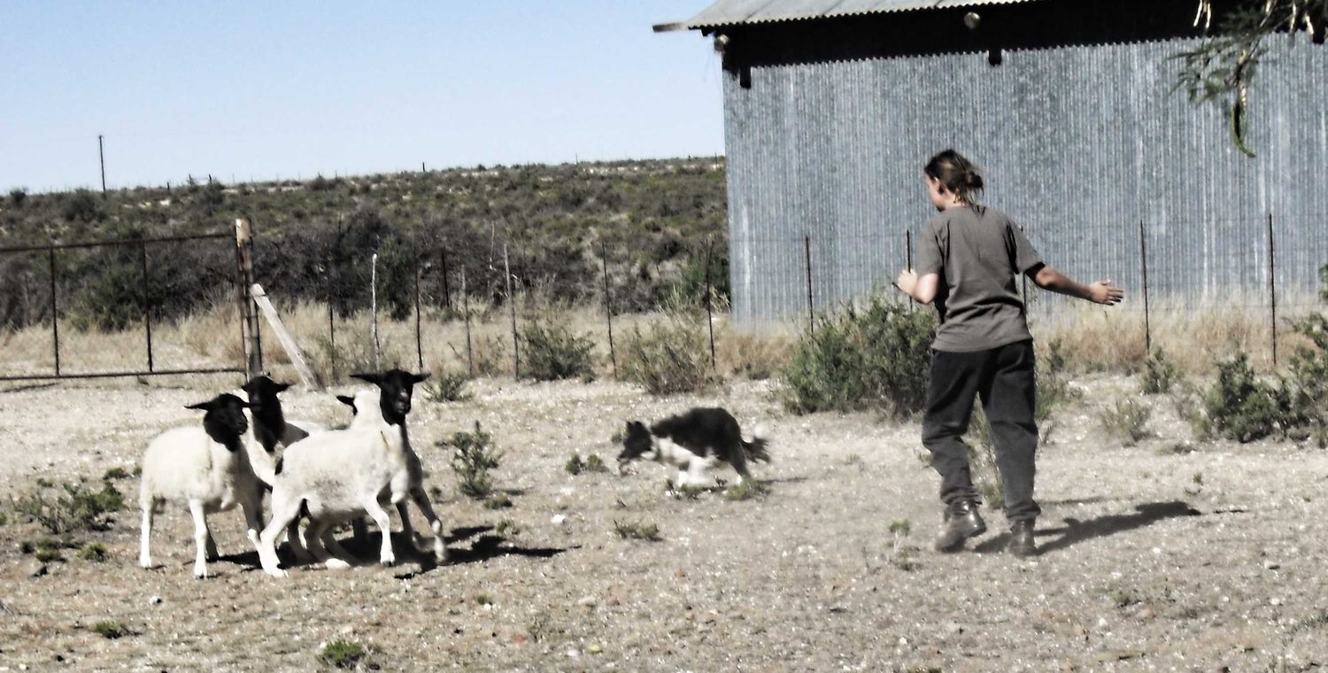 A border collie gathering dorper sheep across an open Karoo paddock